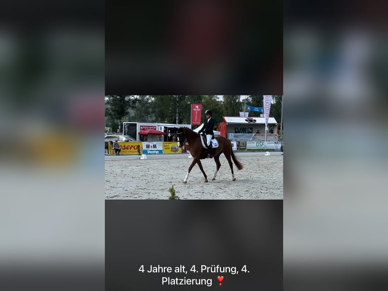 Hanoverian Mare 4 years 16,1 hh Chestnut-Red in Eisfeld