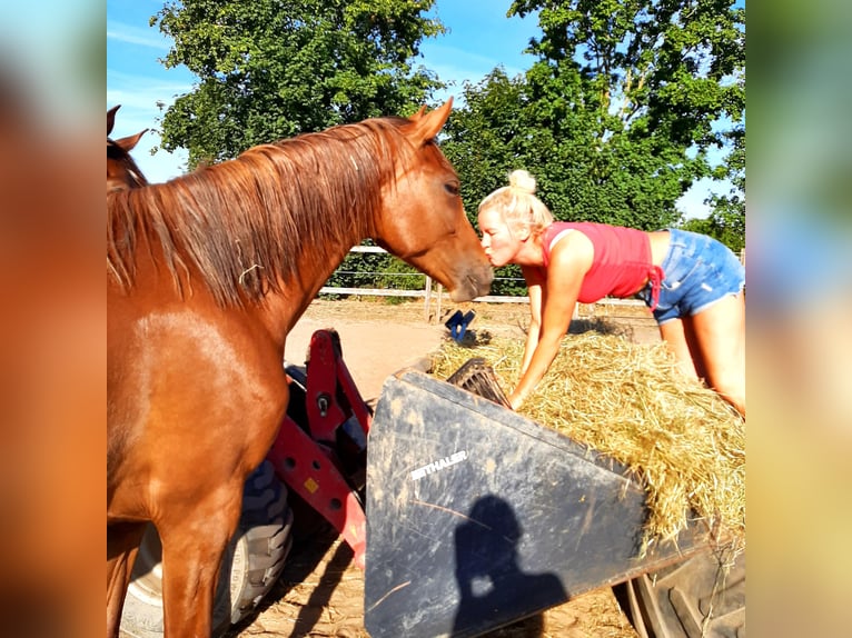 Hanoverian Mare 4 years 16,1 hh Chestnut-Red in Eisfeld