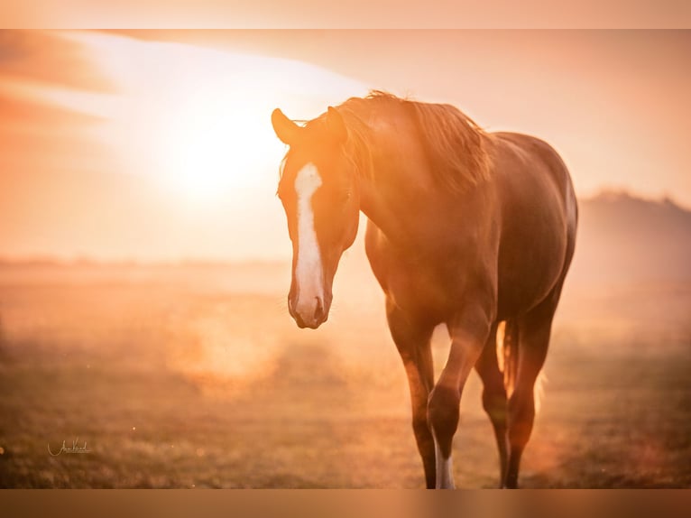 Hanoverian Mare 4 years 16,1 hh Chestnut-Red in Eisfeld