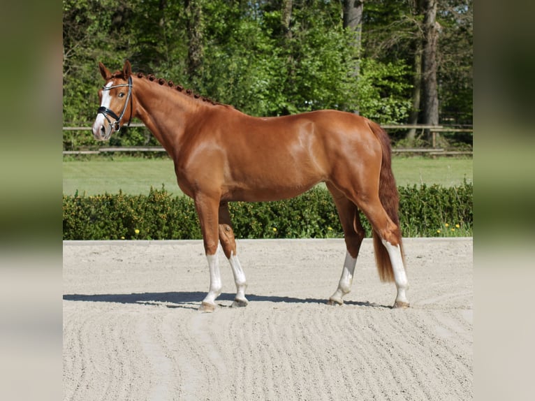 Hanoverian Mare 4 years 16.1 hh Chestnut-Red in Lienen