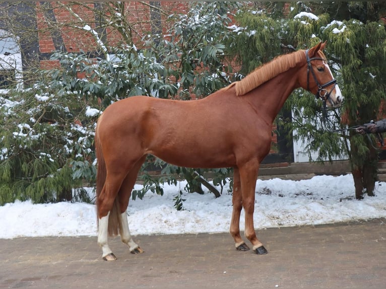 Hanoverian Mare 4 years 16.1 hh Chestnut-Red in Langlingen
