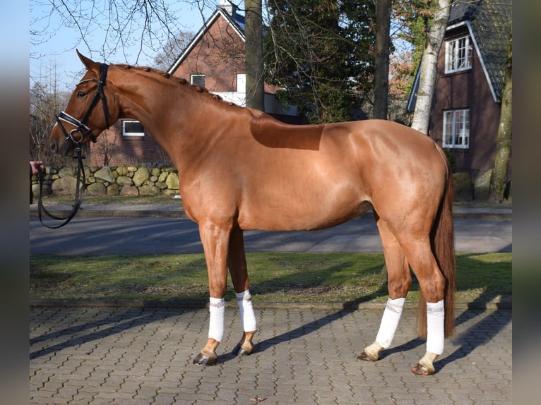 Hanoverian Mare 4 years 16.1 hh Chestnut-Red in Fredenbeck