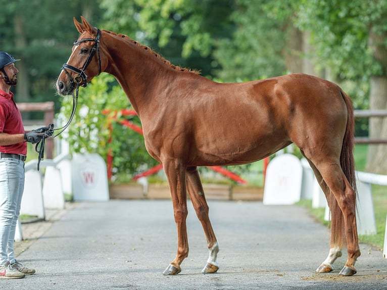 Hanoverian Mare 4 years 16,1 hh Chestnut-Red in Münster