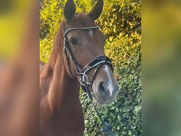Hanoverian Mare 4 years 16,1 hh Chestnut-Red in Oldendorf