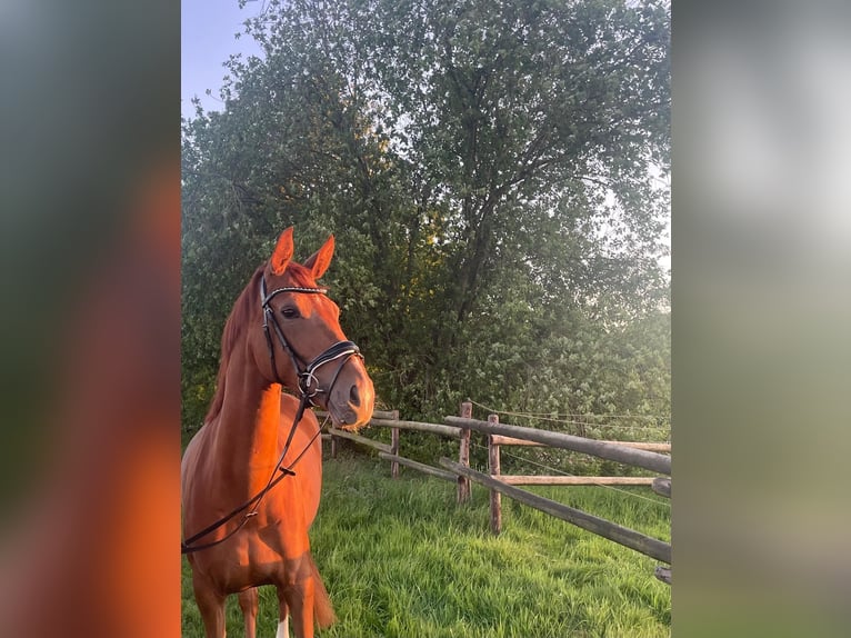 Hanoverian Mare 4 years 16,1 hh Chestnut-Red in Oldendorf
