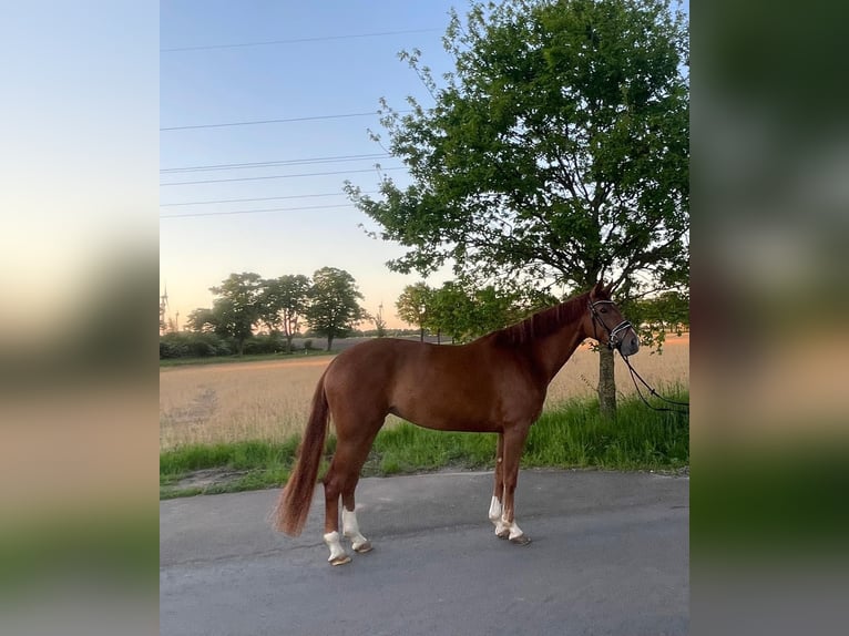 Hanoverian Mare 4 years 16,1 hh Chestnut-Red in Oldendorf