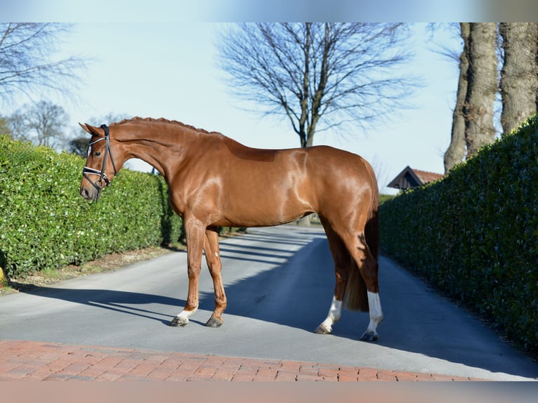Hanoverian Mare 4 years 16.1 hh Chestnut-Red in Vechta