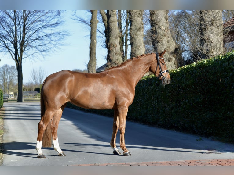 Hanoverian Mare 4 years 16.1 hh Chestnut-Red in Vechta