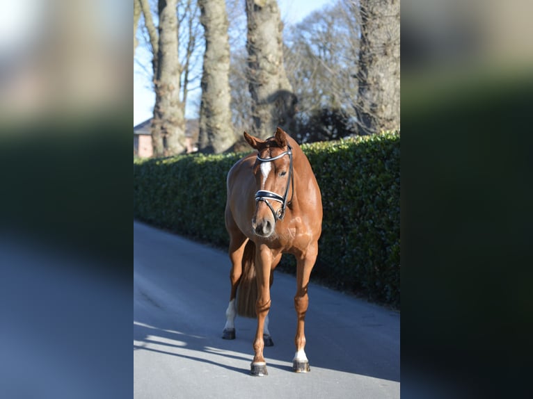 Hanoverian Mare 4 years 16.1 hh Chestnut-Red in Vechta