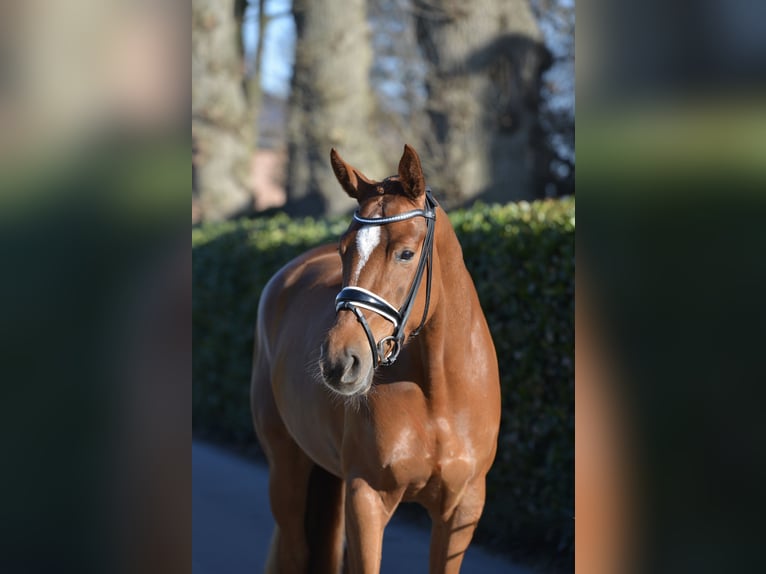 Hanoverian Mare 4 years 16.1 hh Chestnut-Red in Vechta