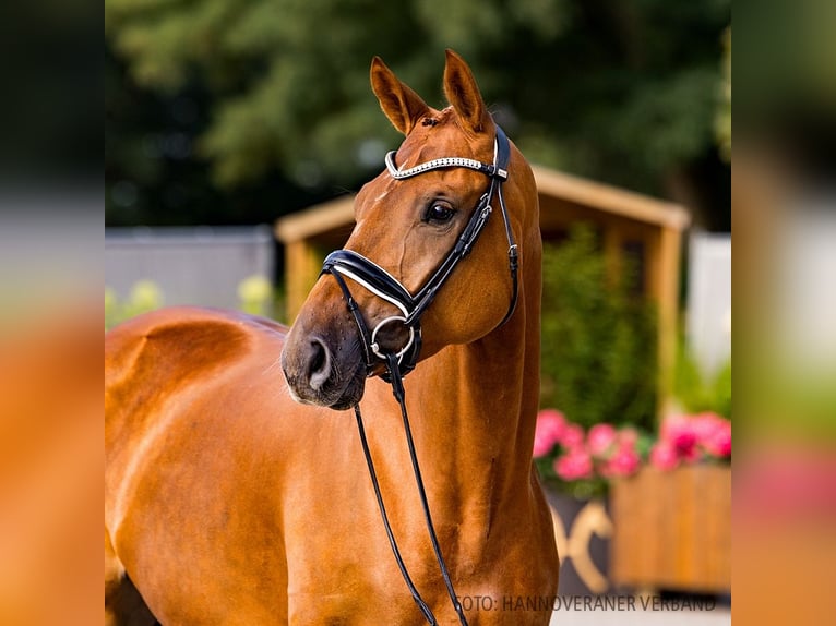 Hanoverian Mare 4 years 16,1 hh Chestnut-Red in Verden