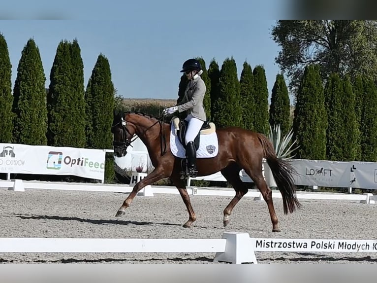 Hanoverian Mare 4 years 16.1 hh Chestnut-Red in Wysin