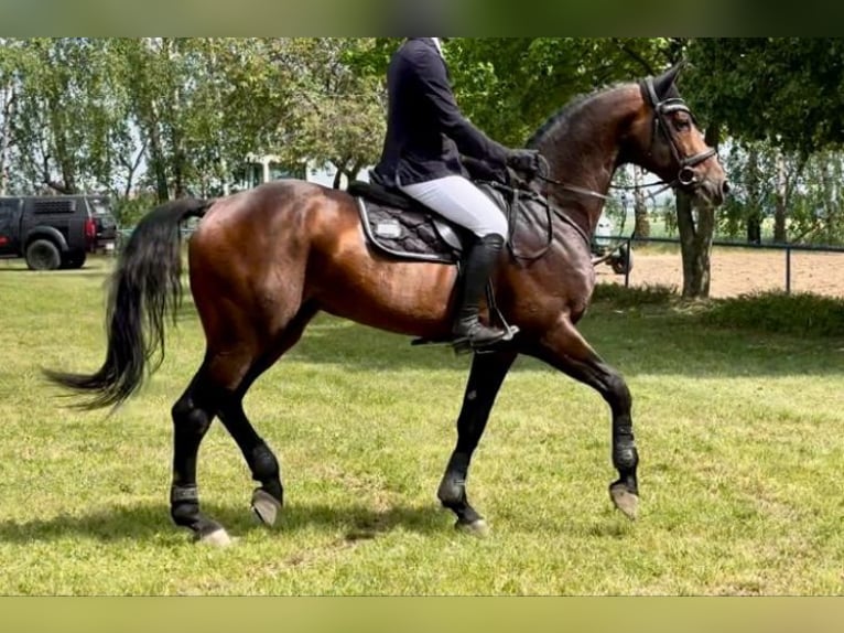 Hanoverian Mare 4 years 16.1 hh Chestnut-Red in Lutherstadt Wittenberg