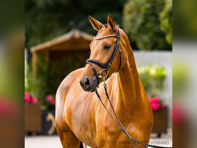 Hanoverian Mare 4 years 16,1 hh Chestnut-Red in Verden