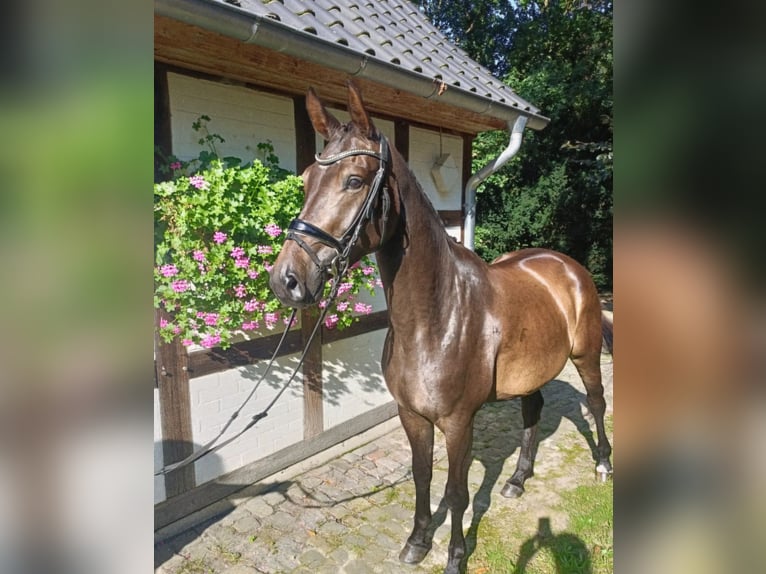 Hanoverian Mare 4 years 16,1 hh in Barenburg