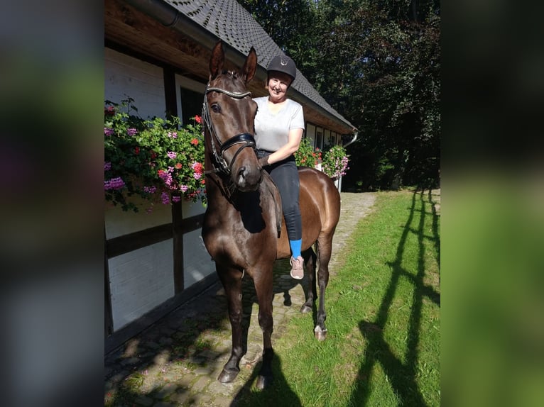 Hanoverian Mare 4 years 16,1 hh in Barenburg