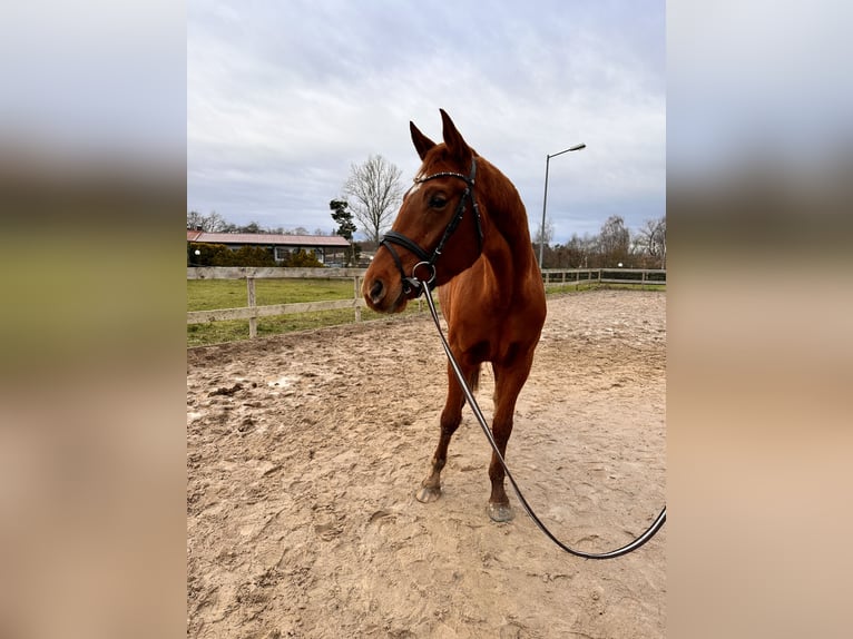 Hanoverian Mare 4 years 16,1 hh in Leipzig