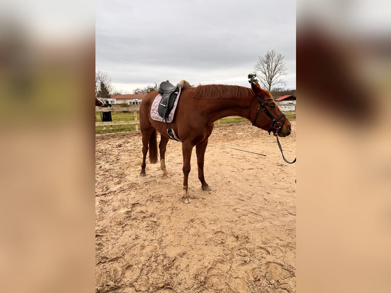 Hanoverian Mare 4 years 16,1 hh in Leipzig