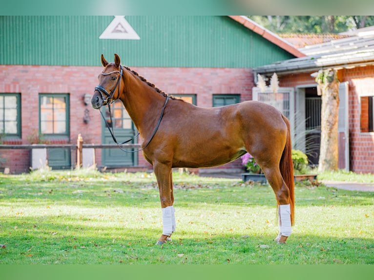 Hanoverian Mare 4 years 16,1 hh in Wentorf bei Hamburg