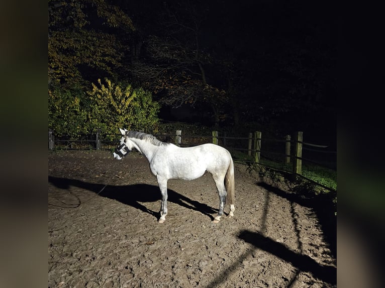 Hanoverian Mare 4 years 16,1 hh Gray-Dapple in Wassenberg