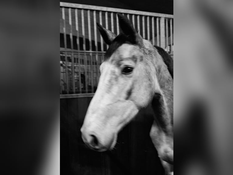 Hanoverian Mare 4 years 16,1 hh Gray in Neustadt/Dosse