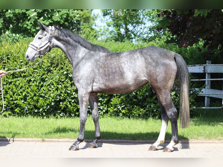 Hanoverian Mare 4 years 16,1 hh Gray in Selsingen