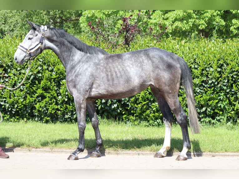 Hanoverian Mare 4 years 16,1 hh Gray in Selsingen