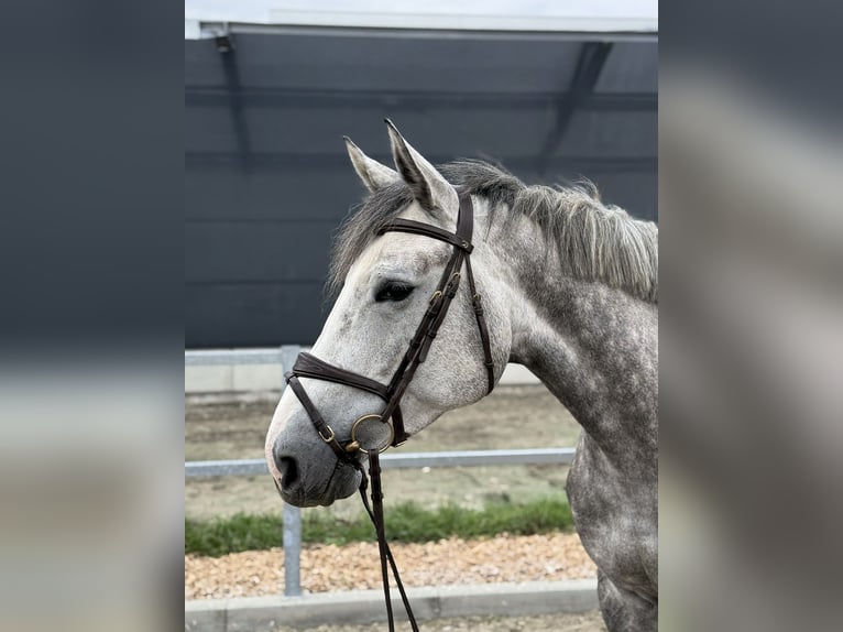 Hanoverian Mare 4 years 16,1 hh Gray in Kamenz