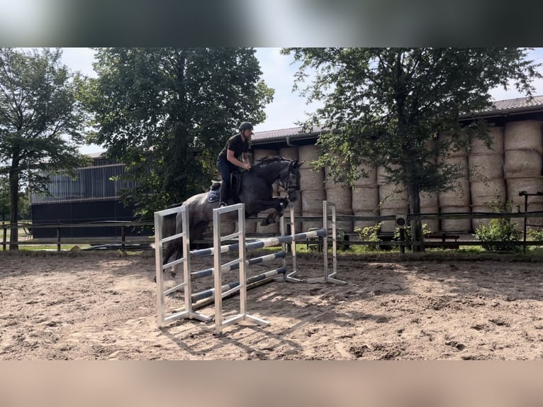 Hanoverian Mare 4 years 16,1 hh Gray in Bad Zwischenahn