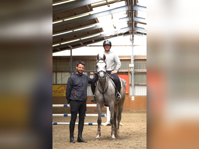 Hanoverian Mare 4 years 16,1 hh Gray in Suhlendorf