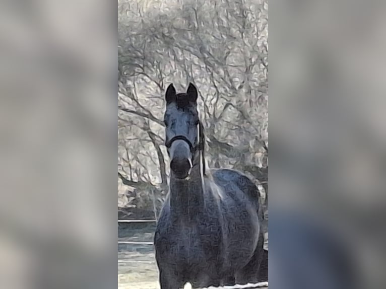 Hanoverian Mare 4 years 16,1 hh Gray in Verden (Aller)