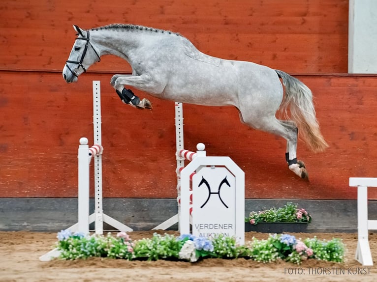 Hanoverian Mare 4 years 16.1 hh Grey in Verden