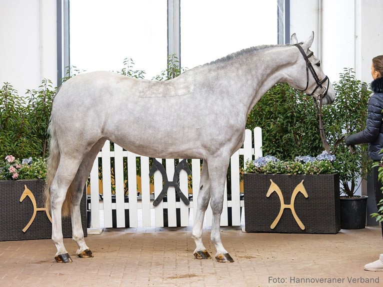 Hanoverian Mare 4 years 16.1 hh Grey in Verden