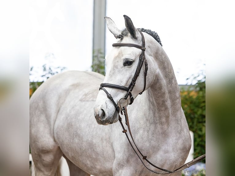 Hanoverian Mare 4 years 16.1 hh Grey in Verden