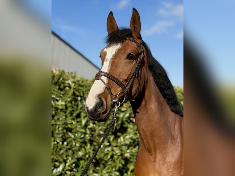 Hanoverian Mare 4 years 16.1 hh  in Bremen