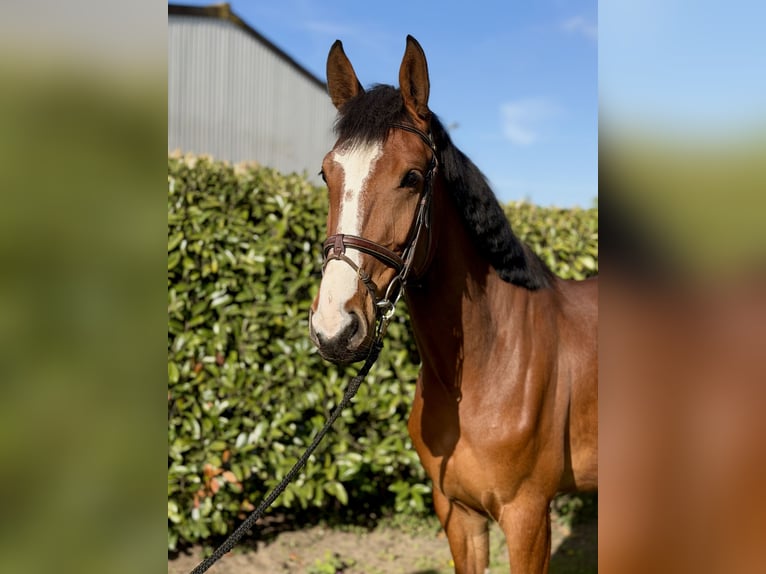 Hanoverian Mare 4 years 16.1 hh  in Bremen