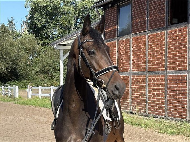 Hanoverian Mare 4 years 16.1 hh Smoky-Black in Verden (Aller)