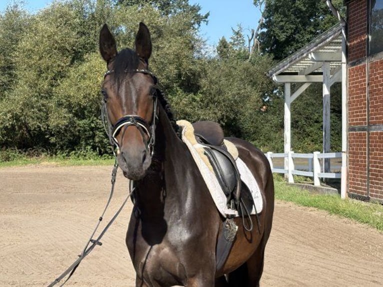 Hanoverian Mare 4 years 16.1 hh Smoky-Black in Verden (Aller)