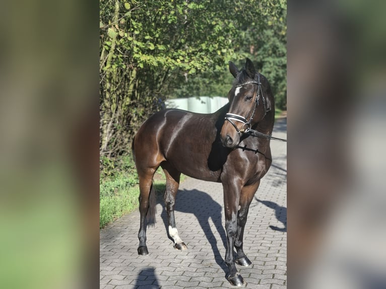 Hanoverian Mare 4 years 16.2 hh Bay-Dark in Barenburg