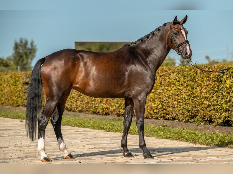 Hanoverian Mare 4 years 16.2 hh Bay-Dark in Gomadingen