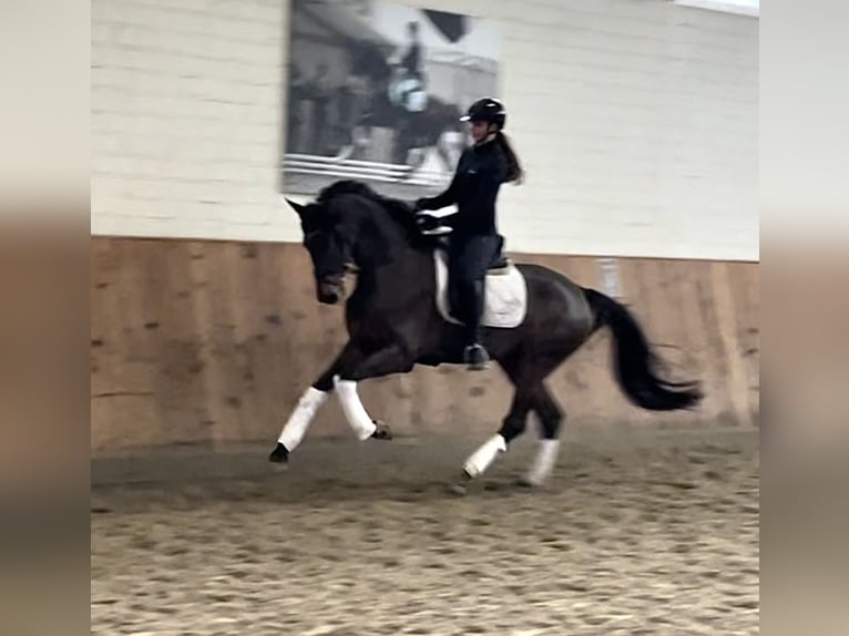 Hanoverian Mare 4 years 16,2 hh Bay-Dark in Krefeld