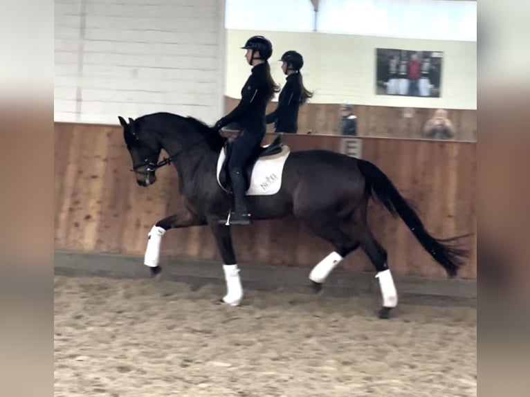 Hanoverian Mare 4 years 16,2 hh Bay-Dark in Krefeld