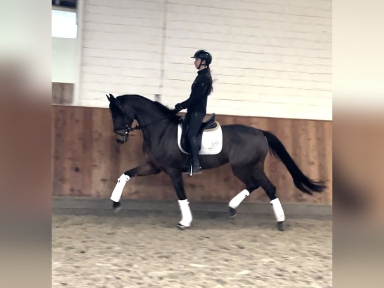 Hanoverian Mare 4 years 16,2 hh Bay-Dark in Krefeld