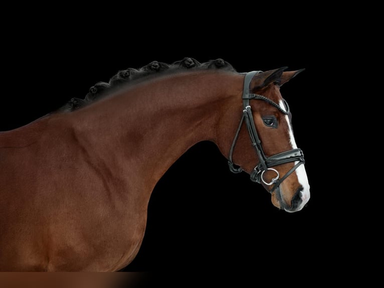 Hanoverian Mare 4 years 16.2 hh Bay-Dark in Röttingen