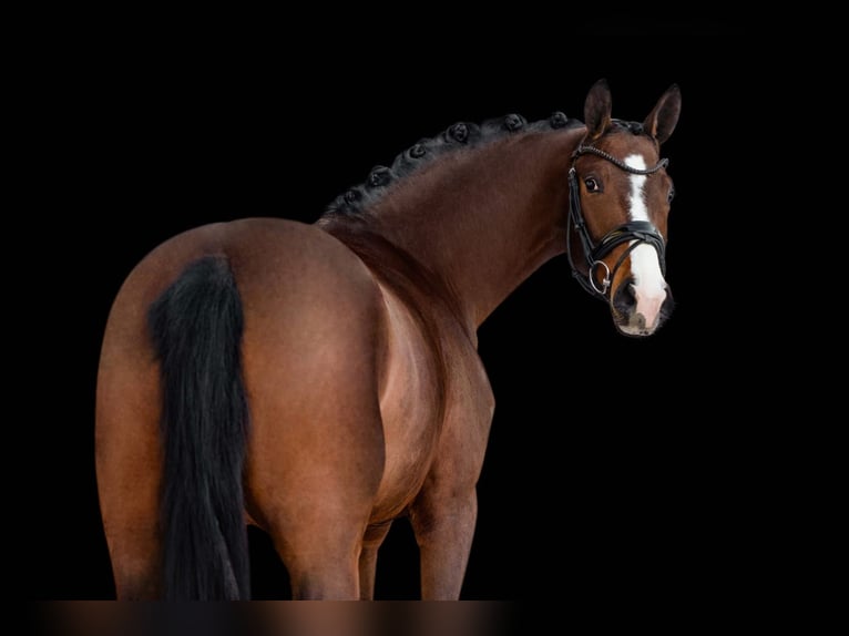 Hanoverian Mare 4 years 16.2 hh Bay-Dark in Röttingen