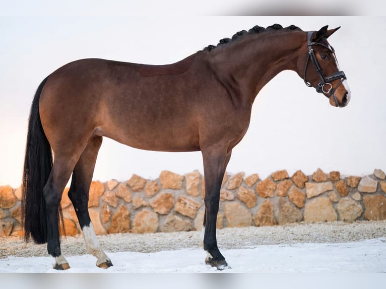 Hanoverian Mare 4 years 16.2 hh Bay-Dark in Röttingen