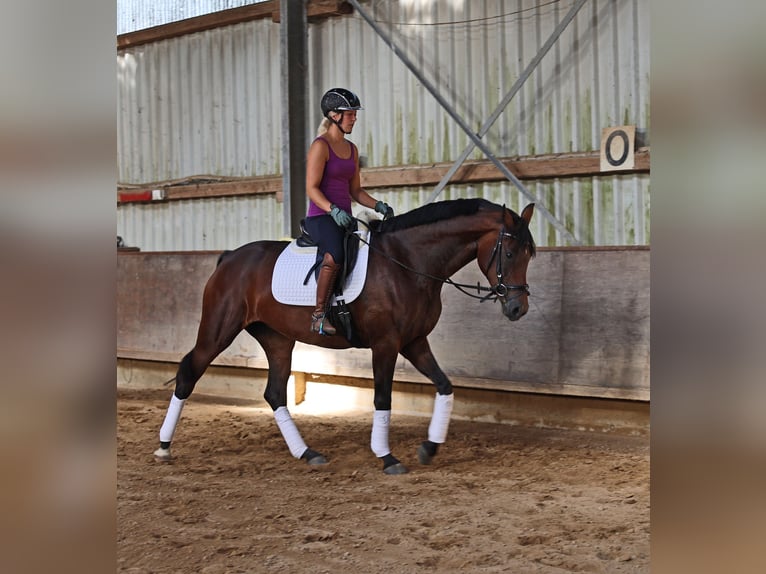 Hanoverian Mare 4 years 16.2 hh Bay-Dark in Kempen