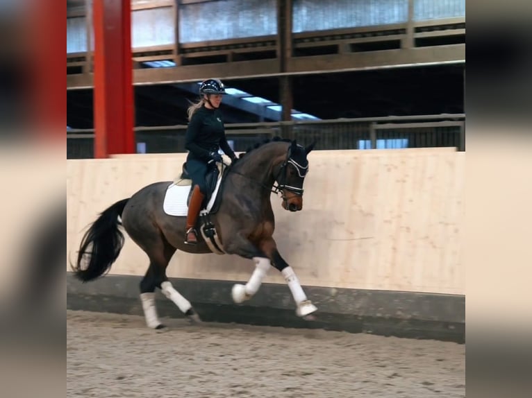 Hanoverian Mare 4 years 16,2 hh Bay-Dark in Hohenfelde