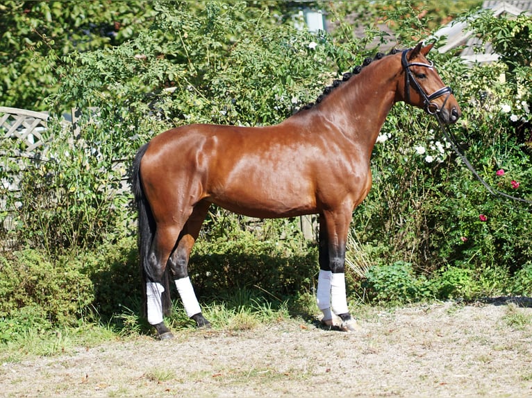 Hanoverian Mare 4 years 16,2 hh Bay-Dark in Hohenfelde