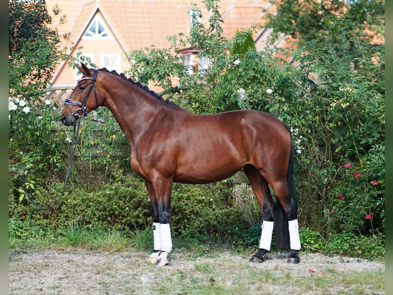 Hanoverian Mare 4 years 16,2 hh Bay-Dark in Hohenfelde